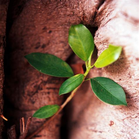 榕樹招陰|鬼月「避邪植物」推薦這5種！「抹草」沐浴可趨吉避凶，「榕樹。